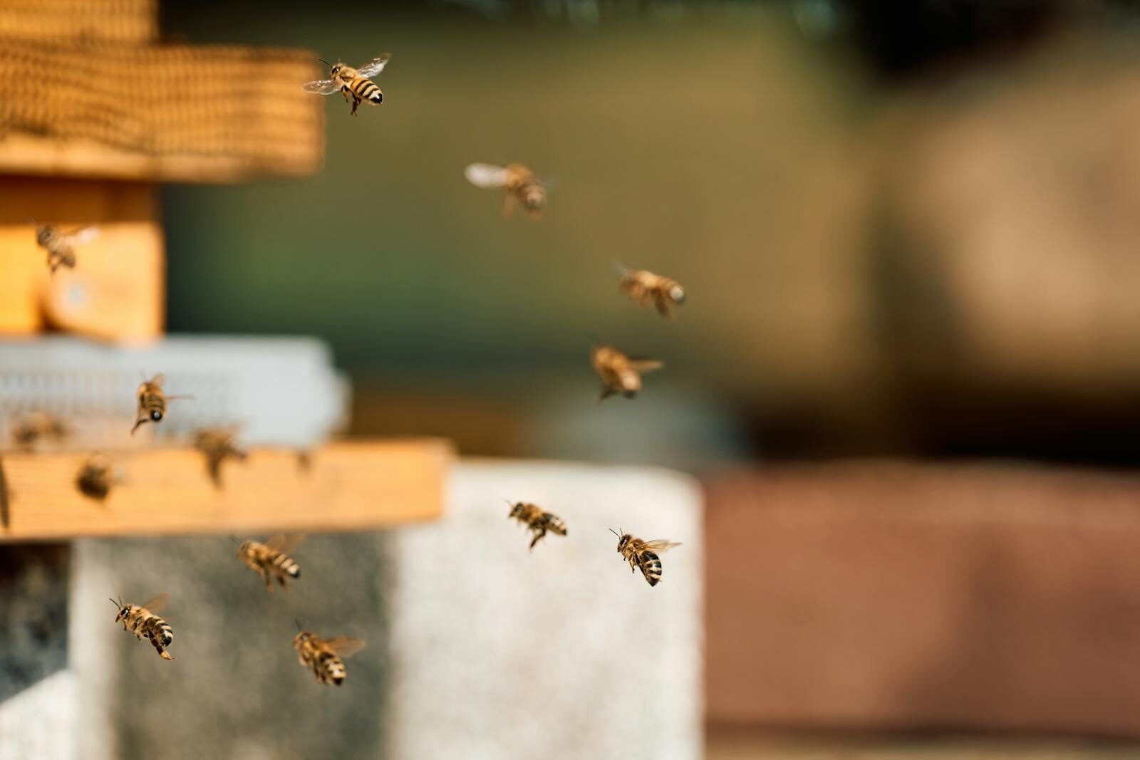 A close-up view of honey bees flying near their wooden beehive, showcasing natural pollination.
